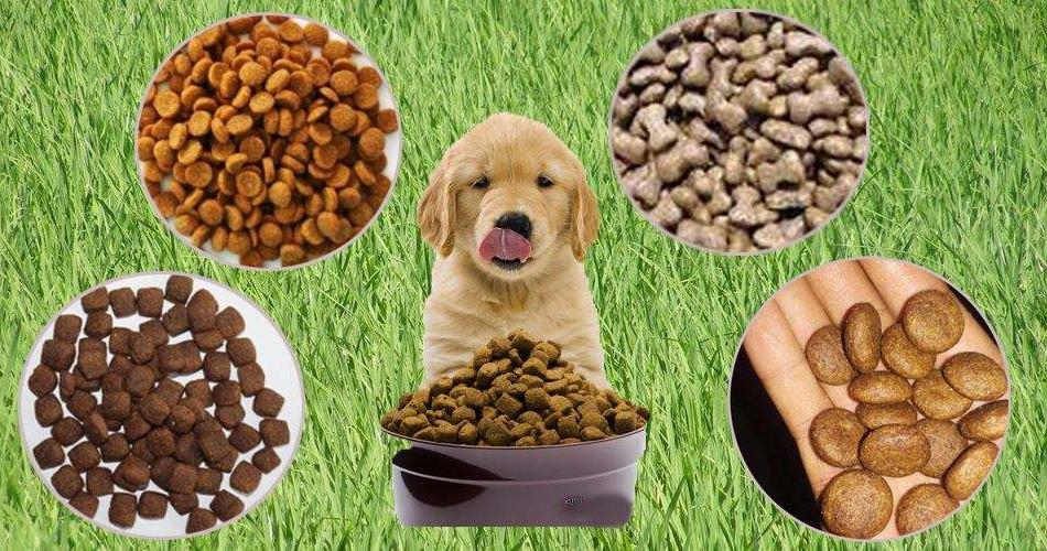 宠物零食进口清关流程和申报流程具体是什么？